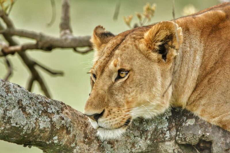 Tanzania: 5-Day Northern Circuit Safari with Accommodation - The Itinerary Breakdown: What to Expect Each Day