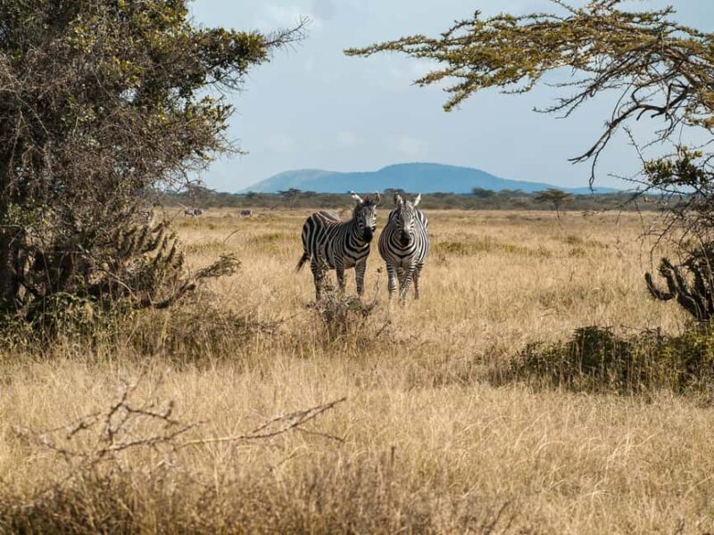 Tanzania: 5-Day Northern Circuit Safari with Accommodation - Authentic Experiences and Authentic Encounters