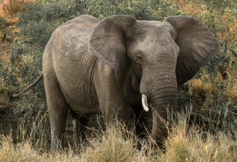 Tanzania: 5-Day Northern Circuit Safari with Accommodation - The Sum Up