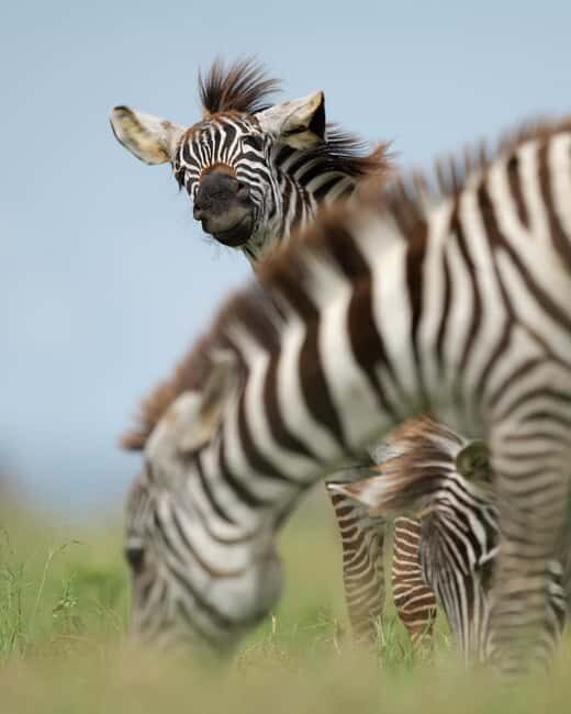 Tanzania: 5-Day Safari to Ngorongoro Crater and Serengeti - Key Points