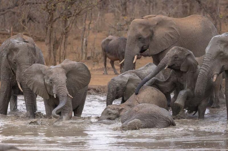 Tanzania: 5-Day Safari to Ngorongoro Crater and Serengeti - An In-Depth Look at the 5-Day Tanzanian Safari