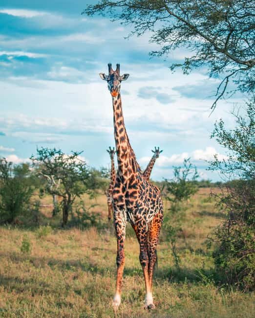 Tanzania: 5-Day Safari to Ngorongoro Crater and Serengeti - Final Thoughts