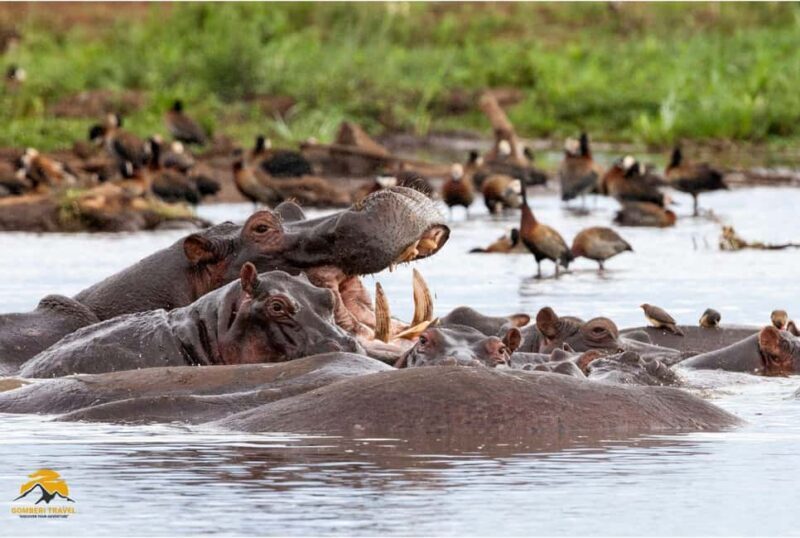Tanzania: 5-Day Safari to Tarangire, Ngorongoro, and Manyara - Introduction: An Adventure for Wildlife Lovers