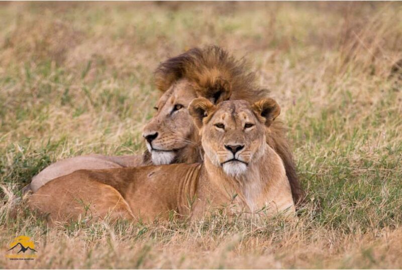 Tanzania: 5-Day Safari to Tarangire, Ngorongoro, and Manyara - Itinerary Breakdown