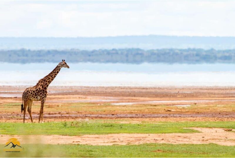 Tanzania: 5-Day Safari to Tarangire, Ngorongoro, and Manyara - Practical Details and Value