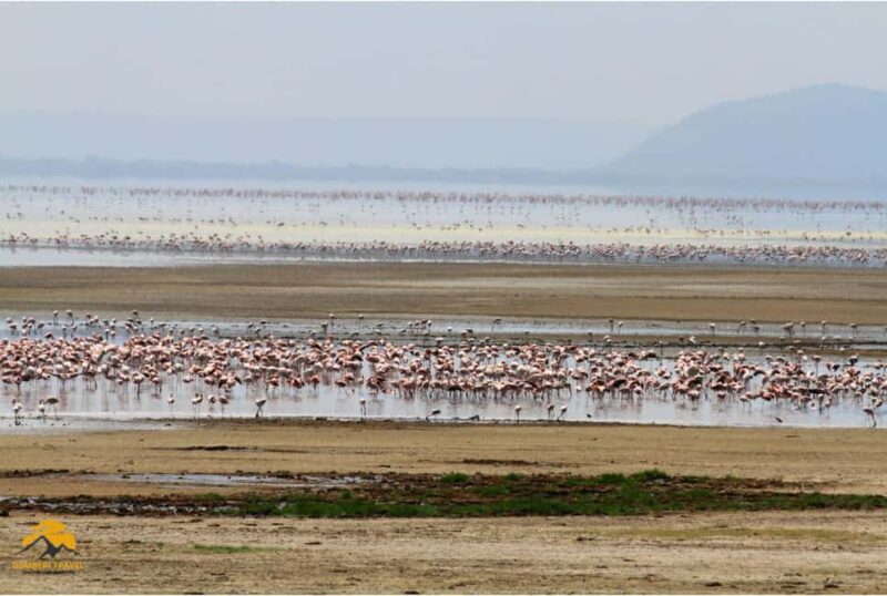 Tanzania: 5-Day Safari to Tarangire, Ngorongoro, and Manyara - Authentic Experiences and Traveler Feedback