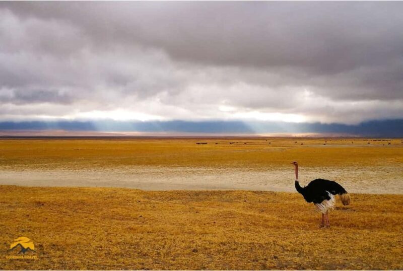Tanzania: 5-Day Safari to Tarangire, Ngorongoro, and Manyara - The Sum Up: Who is this safari best for?