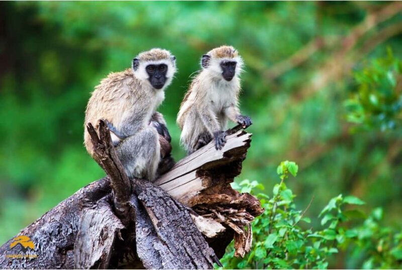 Tanzania: 5-Day Safari to Tarangire, Ngorongoro, and Manyara - FAQ