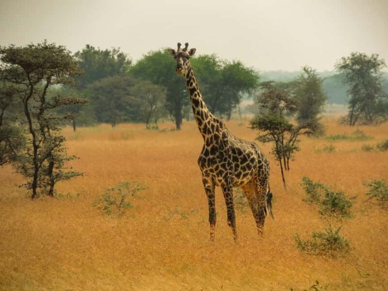 Tanzania: 5-Day Tarangire, Ndutu, and Ngorongoro Safari - Key Points