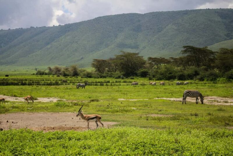 Tanzania: 5-Day Tarangire, Ndutu, and Ngorongoro Safari - Authentic Encounters and Guide Quality