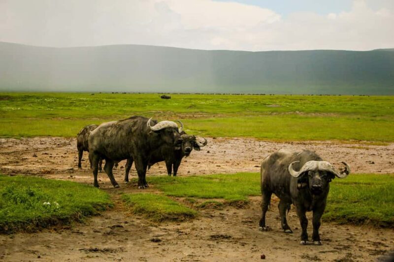 Tanzania: 5-Day Tarangire, Ndutu, and Ngorongoro Safari - Analyzing the Value