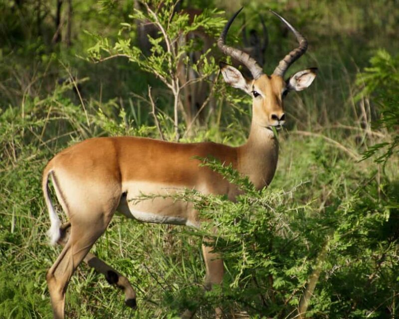 Tanzania: 6-Day Luxury Lodge Safari - Key Points