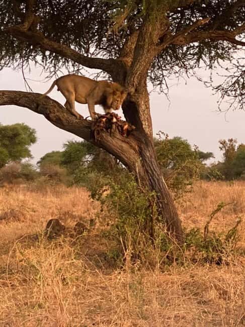 Tanzania: 6-Day Safari to Lake Manyara, Serengeti, and More - Key Points