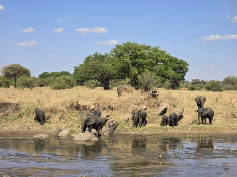 Tanzania: 6-Day Safari to Lake Manyara, Serengeti, and More - An Overview of the 6-Day Safari: What to Expect
