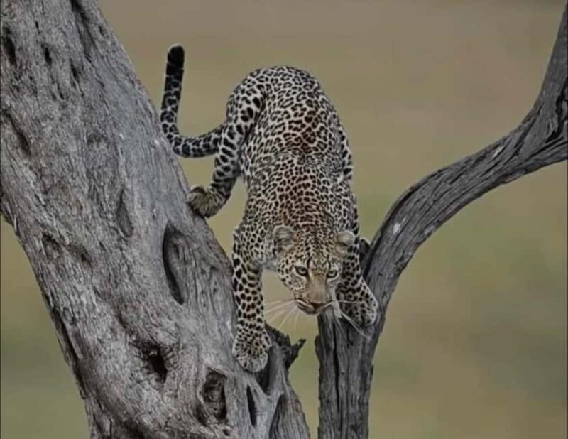 Tanzania: 6-Day Safari to Lake Manyara, Serengeti, and More - What Makes This Tour Stand Out?