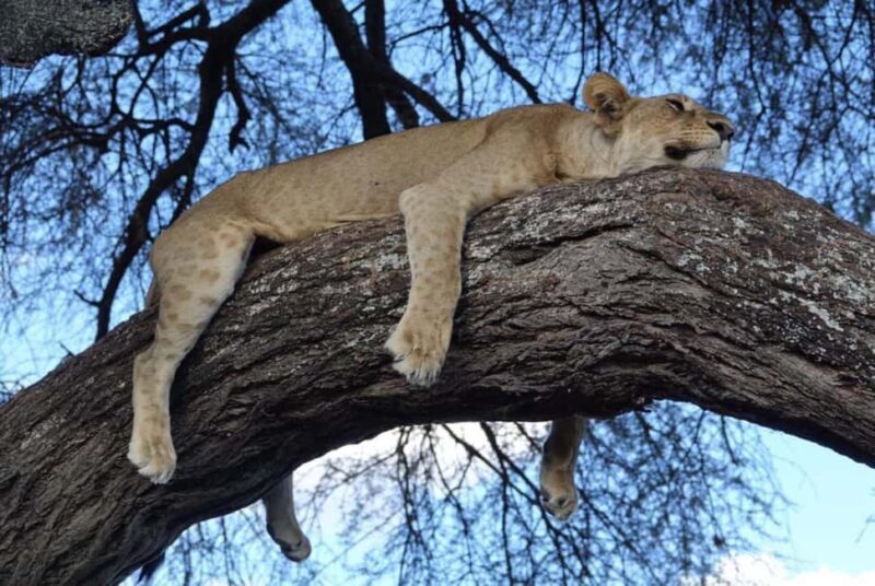 Tanzania: 6-Day Safari to Lake Manyara, Serengeti, and More - The Practicalities: Transportation, Accommodation, and Timing