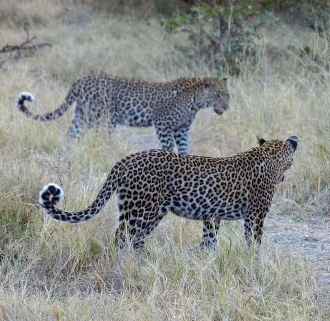 Tanzania: 6-Day Safari to Lake Manyara, Serengeti, and More - What to Bring & Practical Tips