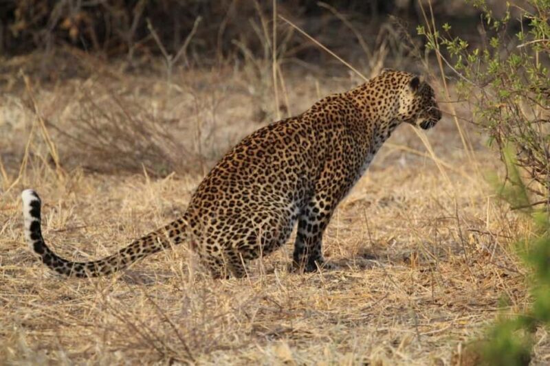 Tanzania: 6-Day Safari to Lake Manyara, Serengeti, and More - Is This Tour Right for You?