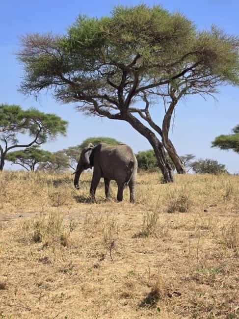 Tanzania: 6-Day Safari to Lake Manyara, Serengeti, and More - The Sum Up