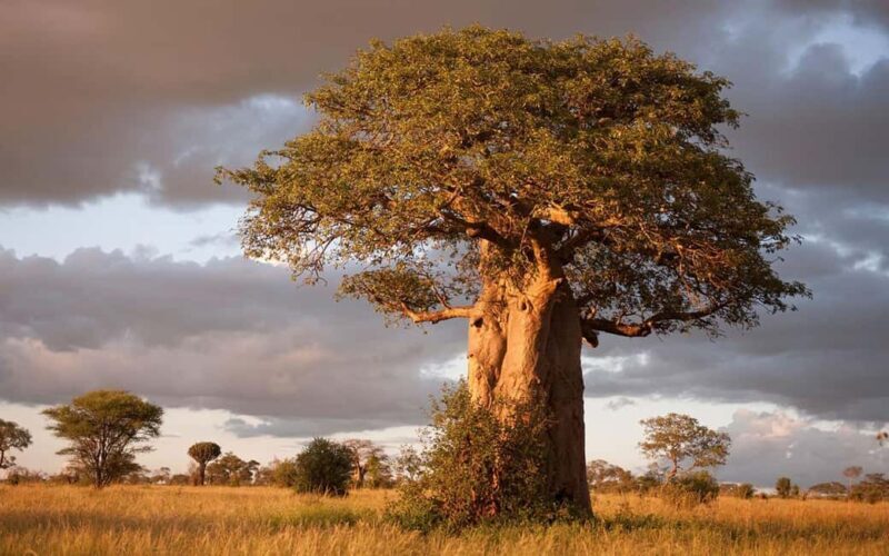 Tanzania: 6 Days Wildlife & Culture Safari Adventure - A Closer Look at the Itinerary and What You’ll Experience