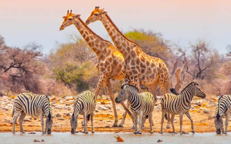 Tanzania: 6 Days Wildlife & Culture Safari Adventure - Final Thoughts: Is This Safari Right for You?