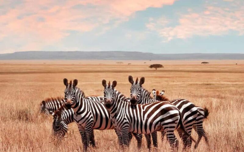 Tanzania: 6 Days Wildlife & Culture Safari Adventure - Final Summary
