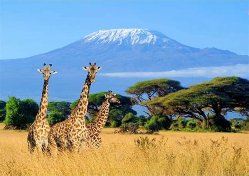 Tanzania: 7-Day Big Five Safari Adventure with Lodging - A Practical Overview of the Tanzania Big Five Safari