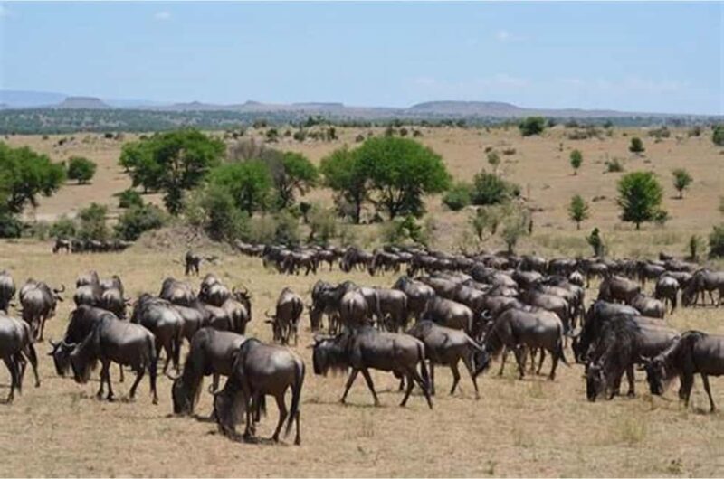 Tanzania: 7-Day Big Five Safari Adventure with Lodging - The Value of the Experience