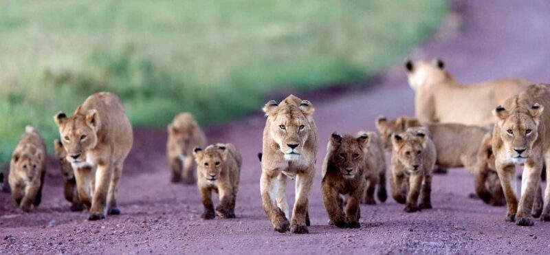 Tanzania: 7-Day Budget Lodge Safari with Accommodations - An Introduction to Tanzania’s Wildlife Safari Experience