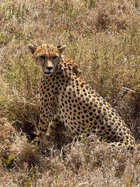 Tanzania: 7-Day Budget Lodge Safari with Accommodations - The Value of the Tour