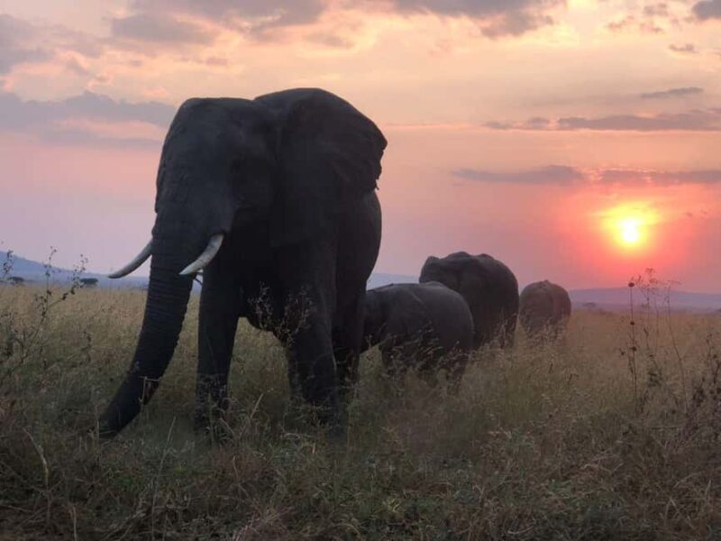 Tanzania: 7-Day Budget Lodge Safari with Accommodations - Transportation and Group Size