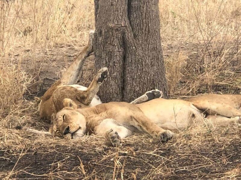 Tanzania: 7-Day Budget Lodge Safari with Accommodations - FAQs