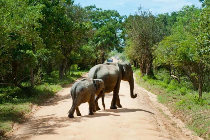 Tanzania: 7-Day Camping Safari to Serengeti & Ngorongoro - An Introduction to the Safari Experience