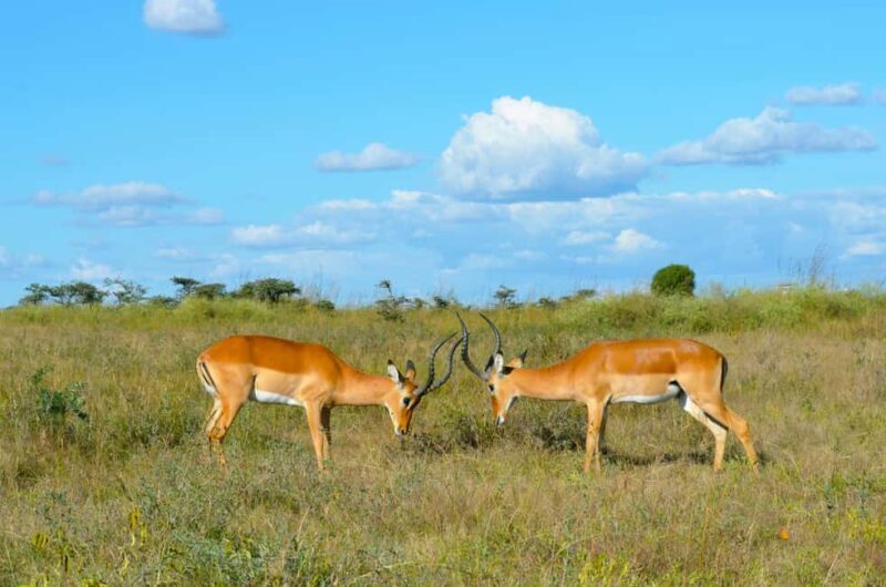 Tanzania: 7-Day Camping Safari to Serengeti & Ngorongoro - Practical Tips for Travelers