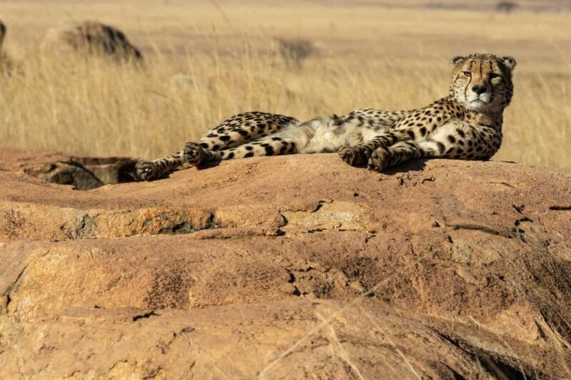 Tanzania: 7-Day Camping Safari to Serengeti & Ngorongoro - FAQ