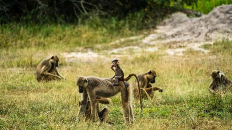 Tanzania: 7-Day Cultural and Nature Discovery Tour - The Sum Up: Is This Tour Right for You?