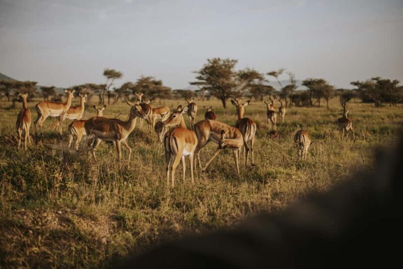 Tanzania: 7-Day Exclusive Honeymoon Safari - Key Points