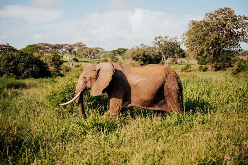 Tanzania: 7-Day Exclusive Honeymoon Safari - An In-Depth Look at the Itinerary