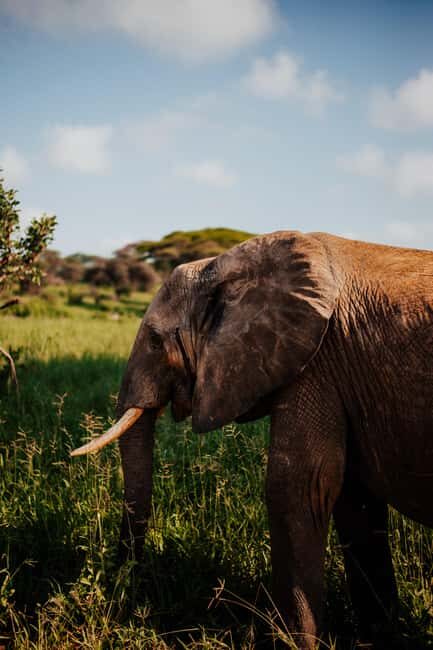 Tanzania: 7-Day Exclusive Honeymoon Safari - Who Is This Tour Best For?