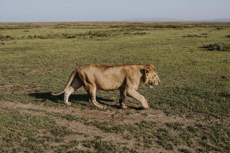 Tanzania: 7-Day Exclusive Honeymoon Safari - Frequently Asked Questions