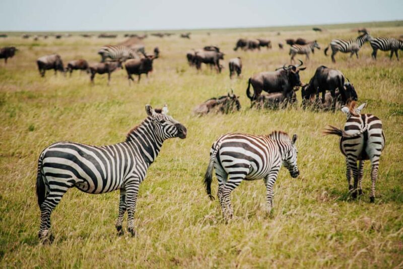 Tanzania: 7-Day Exclusive Honeymoon Safari - Final Thoughts