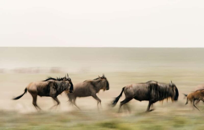 Tanzania: 7 Day Luxury Safari - Key Points