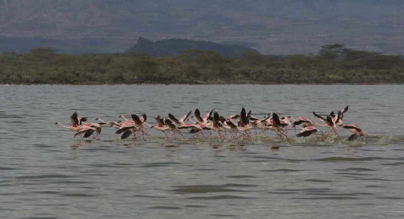 Tanzania: 7-Day Luxury Safari to Serengeti, Ngorongoro - What Makes This Tour Stand Out?