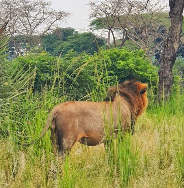 Tanzania: 7-Day Luxury Safari with Serengeti & Ngorongoro - Key Points