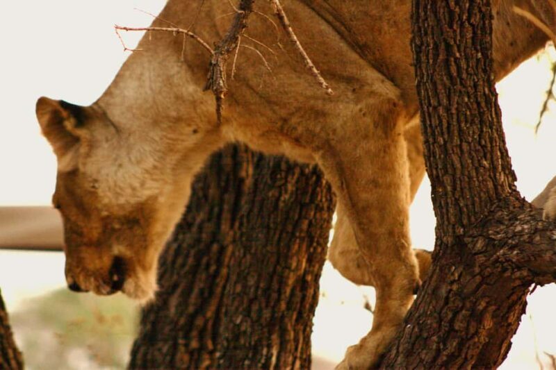 Tanzania: 7-Day Luxury Safari with Serengeti & Ngorongoro - The Value of an All-Inclusive Luxury Safari