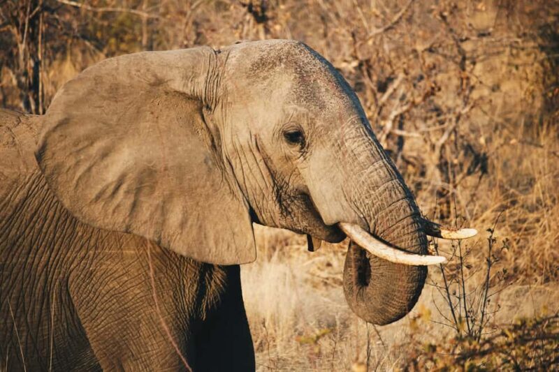 Tanzania: 7-Day Wildlife Tour and Romantic Zanzibar Island - Why This Tour Offers Great Value