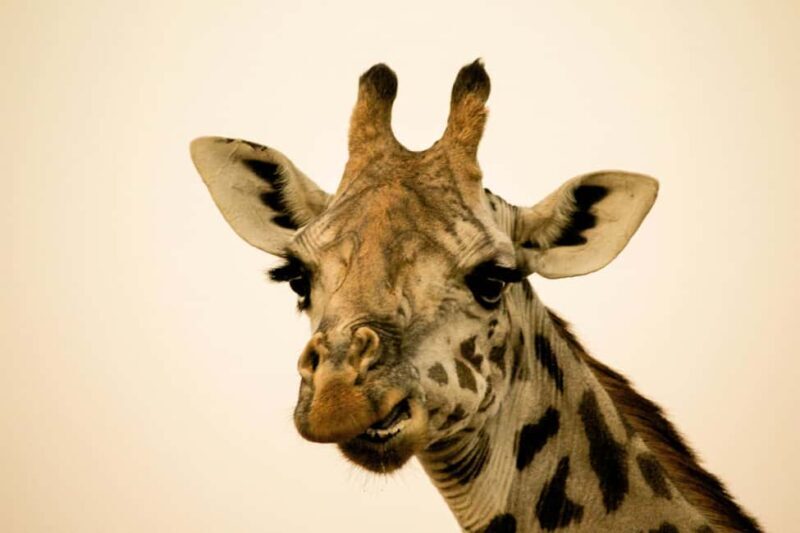 Tanzania: 7-Day Wildlife Tour and Romantic Zanzibar Island - The Experience of Wildlife and Relaxation