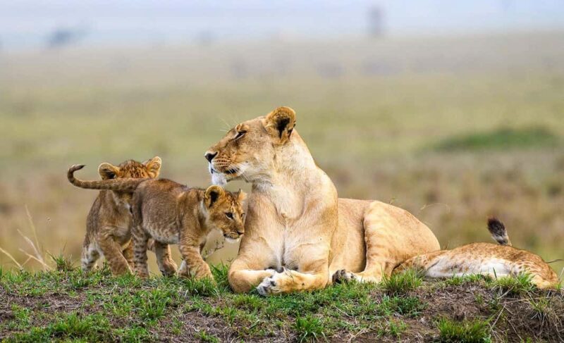 Tanzania: 8-Day Northern Luxury Safari with Accommodation - Key Points