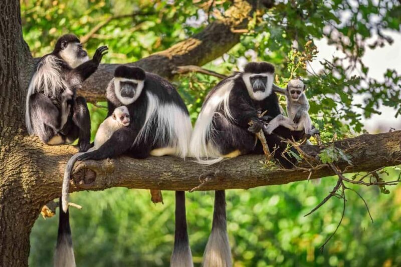 Tanzania: 8-Day Northern Luxury Safari with Accommodation - A Detailed Look at the Itinerary