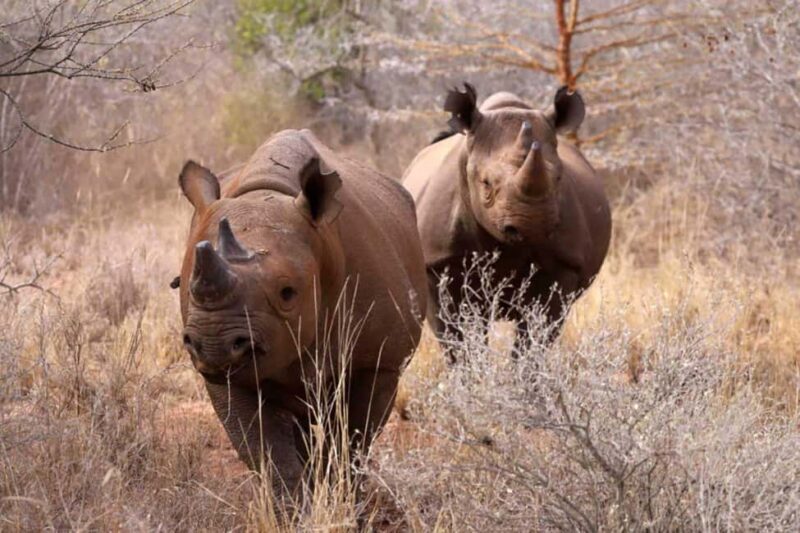 Tanzania: 8-Day Northern Luxury Safari with Accommodation - In The Sum Up